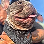 dog, french_bulldog, close_up, tongue_out, bandana, cap, wrinkles, smiling, pet, owner_hands, tattooed_hand, outdoor, blue_sky, portrait, muzzle, collar, happy, sunlight, bokeh, playful