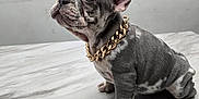 Spotz is registered to the contest to win money with this photo: dog, puppy, french_bulldog, gold_chain, collar, pet, sitting, indoor, marble_surface, paw, ear, wrinkles, grey_coat, brindle_pattern, portrait, cute, small_dog, floor, wall, adorable