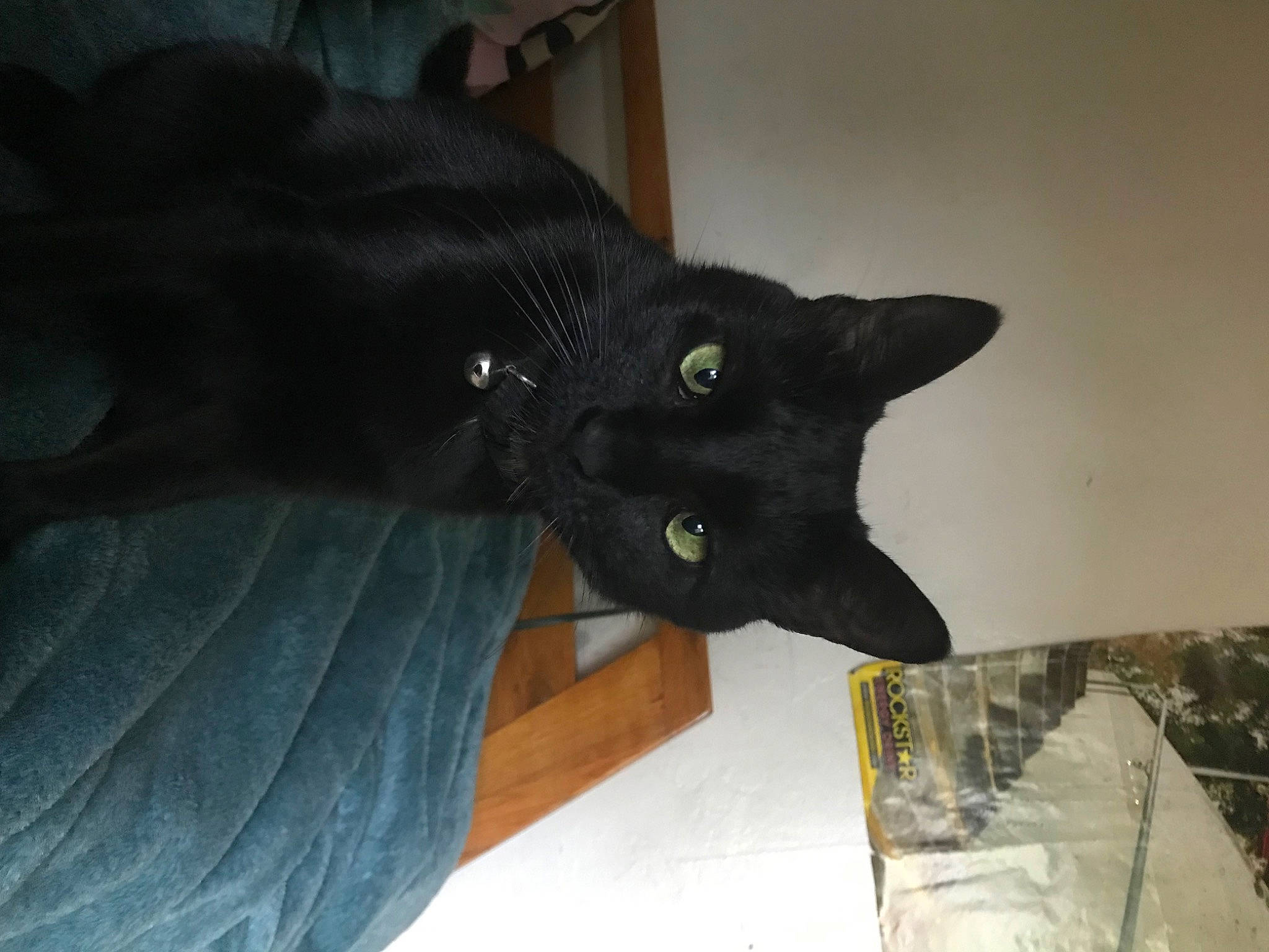 Athena joined the competition — help win amazing prizes! black_cat, bombay, box, carnivore, cat, comfort, domestic_short_haired_cat, felidae, fur, havana_brown, small_to_medium_sized_cats, tail, whiskers