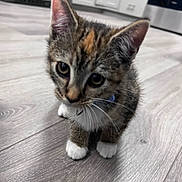 Chevy joined the competition — help win amazing prizes! cat, kitten, tabby, white_paws, white_chest, animal, pet, feline, close_up, portrait, curious, staring, indoors, kitchen, wood_floor, floor, ears, whiskers, collar, cute