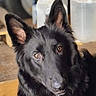 amber_eyes, animal, black_dog, blurred_background, canister, chain_collar, close_up, container, cute, dog, domestic_animal, ears, fur, german_shepherd, indoor, looking, metal, pet, portrait, wood