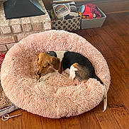Ms. Piggy joined the competition — help win amazing prizes! dog, pet_bed, indoor, wood_floor, brick_fireplace, chewing, fluffy, cozy, small_dog, brown_black_white, pet_accessories, cushion, home, relaxing, comfort, floor_rug, toy, window, basket, resting
