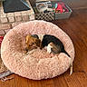 dog, pet_bed, indoor, wood_floor, brick_fireplace, chewing, fluffy, cozy, small_dog, brown_black_white, pet_accessories, cushion, home, relaxing, comfort, floor_rug, toy, window, basket, resting
