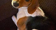 Ms. Piggy is registered to the contest to win money with this photo: dog, beagle, puppy, pet, indoor, couch, brown, white, black, fur, looking_back, cute, animal, canine, cozy, resting, closeup, domestic, companion, warm_lighting