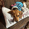 dog, sweater, blue_sweater, pink_bow, pillow, white_pillow, embroidered_pillow, couch, brown_couch, striped_pillow, fringed_pillow, indoor, pet, canine, resting, cozy, fur, wooden_floor, home, comfort