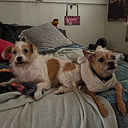 Chloe joined the competition — help win amazing prizes! animal, bed, blanket, comfort, cozy, cute, dog, domestic, fur, furry, home, indoor, looking, pet, pillow, resting, sleep_area, small_dog, two_dogs, wearing_clothes