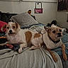 animal, bed, blanket, comfort, cozy, cute, dog, domestic, fur, furry, home, indoor, looking, pet, pillow, resting, sleep_area, small_dog, two_dogs, wearing_clothes
