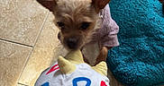 Chloe is registered to the contest to win money with this photo: animal, blue_mat, brown_dog, clothing, cute, dog, floor, fun, hand, home, indoor, interaction, pet, play, plush_toy, puppy, small_dog, tile, toy, white_dog