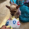 animal, blue_mat, brown_dog, clothing, cute, dog, floor, fun, hand, home, indoor, interaction, pet, play, plush_toy, puppy, small_dog, tile, toy, white_dog