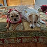 Phoebe joined the competition — help win amazing prizes! dog, pet, bed, blanket, quilt, clothing, costume, indoor, window, wooden_blinds, furniture, cute, animal, laying_down, two_dogs, small_dog, resting, decor, home, cozy