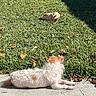 Phoebe is registered to the contest to win money with this photo: dog, grass, animal_clothing, hoodie, sunlight, outdoor, pet, small_animal, concrete, lawn, relaxing, shadow, daytime, fur, side_view, nature, curious, leaves, quiet, backyard