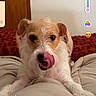 dog, pet, bed, blanket, tongue, licking, cute, animal, indoor, cozy, fur, face, ears, lying_down, playful, brown, white, resting, screenshot, text_overlay