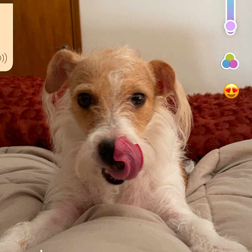Phoebe
