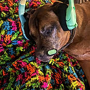 Harley joined the competition — help win amazing prizes! dog, headset, colorful_blanket, knitted, brown_dog, pet, relaxed, lying_down, indoor, cozy, closeup, cute, sleepy, technology, accessory, animal, soft_texture, multicolor, resting, comfort