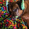 dog, headset, colorful_blanket, knitted, brown_dog, pet, relaxed, lying_down, indoor, cozy, closeup, cute, sleepy, technology, accessory, animal, soft_texture, multicolor, resting, comfort