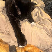 Dr.mittens joined the competition — help win amazing prizes! black_cat, dog, blanket, sleeping_dog, cat_paw, cozy, indoor, pet, animal, fur, resting, relaxation, friendship, warmth, soft_texture, domestic, companion, close_up, mammal, nap_time