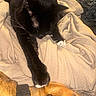 black_cat, dog, blanket, sleeping_dog, cat_paw, cozy, indoor, pet, animal, fur, resting, relaxation, friendship, warmth, soft_texture, domestic, companion, close_up, mammal, nap_time