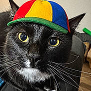 Dr.mittens is registered to the contest to win money with this photo: cat, black_cat, yellow_eyes, propeller_hat, colorful_hat, pet, cute, indoors, whiskers, fur, close_up, animal, resting, curious, headwear, portrait, domestic_cat, playful, mammal, looking_at_camera