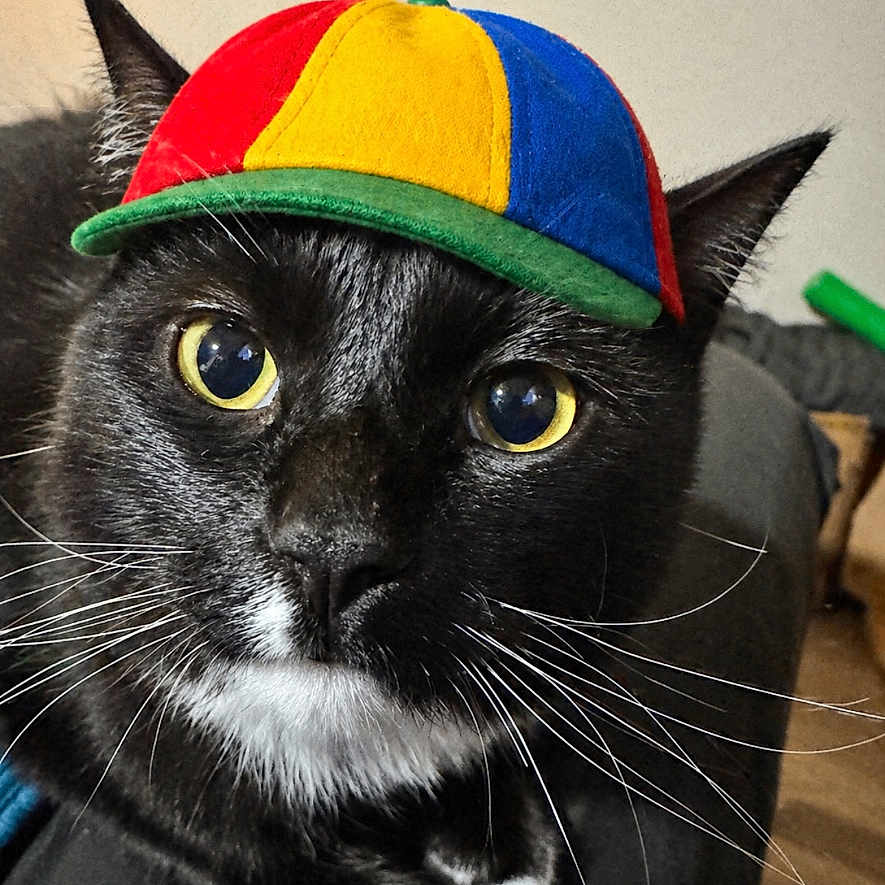 Dr.mittens
