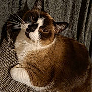 Nicky participe au concours pour gagner de l'argent avec cette photo : cat, brown, white, feline, pet, whiskers, ears, fur, relaxed, indoor, texture, closeup, animal, mammal, cute, laying, resting, cozy, sleepy, portrait