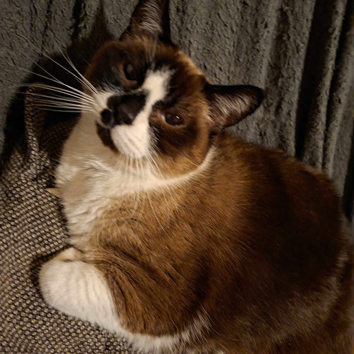 Nicky participe au concours pour gagner de l'argent avec cette photo : animal, brown, cat, closeup, cozy, cute, ears, feline, fur, indoor, laying, mammal, pet, portrait, relaxed, resting, sleepy, texture, whiskers, white