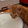 animal, bowl, close_up, curious, domestic_cat, drinking, ears, face, floor, fur, furniture, indoor, kitten, orange_cat, pet, red_furniture, tile_floor, water, whiskers, young_cat