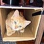 animal, blue_eyes, cardboard_box, cat, close_up, curious, cute, domestic_cat, exploring, feline, fur, household, indoor, kitten, orange_tabby, pet, playful, small, whiskers, young_animal