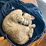 Karl P Manx joined the competition — help win amazing prizes! cat, orange_tabby, sleeping, curled_up, hoodie, black_clothing, wooden_chair, wooden_floor, indoor, cozy, pet, fur, whiskers, relaxing, domestic_animal, collar, natural_light, window, nap, cute