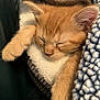 animal, blanket, cat, closeup, comfort, cozy, cute, domestic_cat, ears, fur, indoor, kitten, nap, orange_cat, paw, pet, resting, sleeping, soft_texture, whiskers