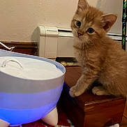 Karl P Manx joined the competition — help win amazing prizes! kitten, cat, orange_cat, pet, wooden_box, water_fountain, indoor, floor, curious, feline, animal, domestic_cat, young_cat, carpet, home, closeup, cute, sitting, toy, colorful