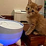 kitten, cat, orange_cat, pet, wooden_box, water_fountain, indoor, floor, curious, feline, animal, domestic_cat, young_cat, carpet, home, closeup, cute, sitting, toy, colorful