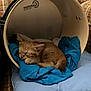 animal, blue_cloth, cat, comfort, cozy, cushion, cute, domestic_animal, drum_shell, feline, fur, indoor, kitten, nap, orange_cat, pet, resting, sleep, sleeping, small_animal