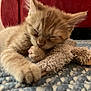 adorable, animal, carpet, close_up, cozy, cute, domestic_cat, feline, furry, indoor, kitten, orange_cat, paw, pet, relaxed, resting, sleeping, soft, toy, young