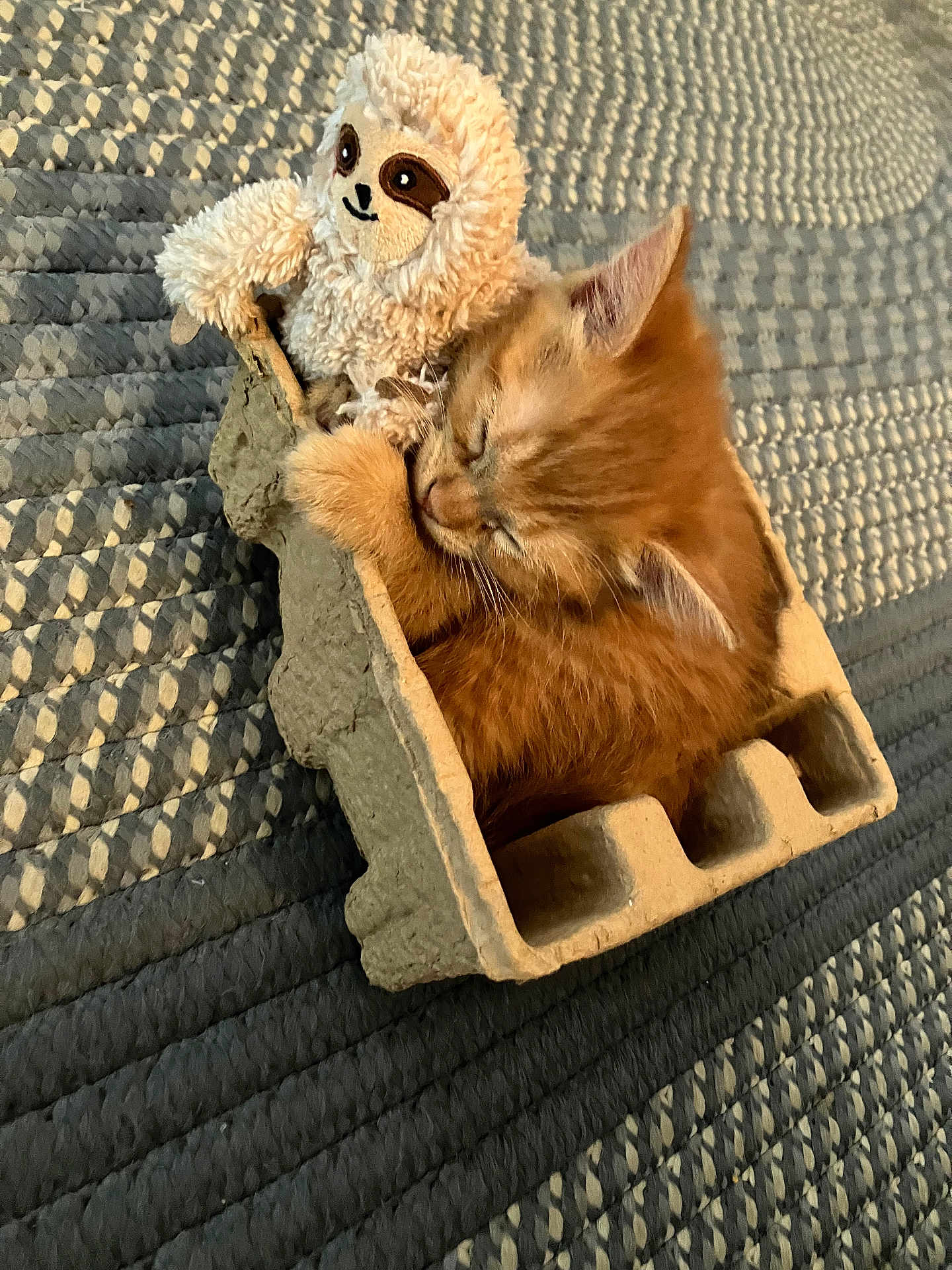 Karl P Manx is registered to the contest to win money with this photo: kitten, orange_cat, sleeping, plush_toy, sloth, cardboard_tray, bedspread, cozy, cute, pet, animal, feline, nap, soft_toy, indoor, resting, close_up, texture, small, adorable