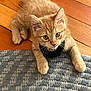Karl P Manx joined the competition — help win amazing prizes! animal, braided_rug, cat, collar, cute, domestic_cat, floor, furry, indoor, kitten, looking_up, orange_cat, paws, pet, relaxed, rug, small, whiskers, wooden_floor, young