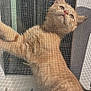 Karl P Manx joined the competition — help win amazing prizes! animal, cat, claws, closeup, curious, daylight, ears, face, fur, indoor, looking_out, mesh, nose, orange_tabby, paw, pet, screen, texture, whiskers, window