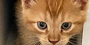 Karl P Manx joined the competition — help win amazing prizes! kitten, cat, orange_cat, pet, whiskers, cubicle, curious, cute, animal, indoor, feline, small, young, fur, paw, face, ears, domestic_animal, exploration, closeup
