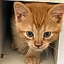 kitten, cat, orange_cat, pet, whiskers, cubicle, curious, cute, animal, indoor, feline, small, young, fur, paw, face, ears, domestic_animal, exploration, closeup