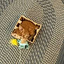 animal, braided_rug, cardboard_box, cat, cozy, cute, domestic_cat, feather, feline, floor, indoor, kitten, orange_cat, pattern, pet, pet_toy, playful, small, toy, young