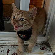 Karl P Manx joined the competition — help win amazing prizes! kitten, cat, orange_tabby, pet, animal, feline, whiskers, harness, doorstep, mouth_open, curious, young, cute, indoor, closeup, small, standing, fur, eyes, expression