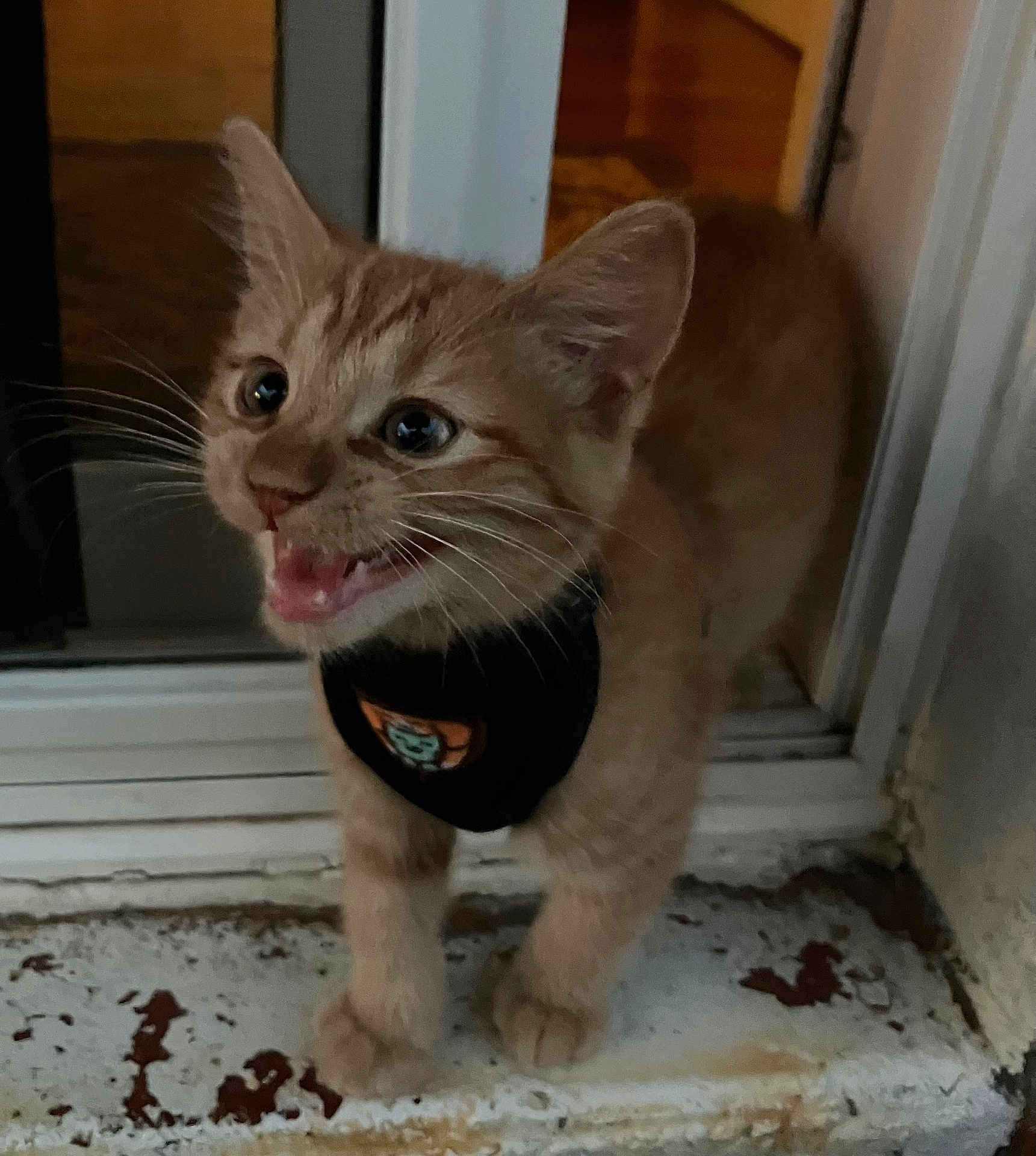 Karl P Manx joined the competition — help win amazing prizes! kitten, cat, orange_tabby, pet, animal, feline, whiskers, harness, doorstep, mouth_open, curious, young, cute, indoor, closeup, small, standing, fur, eyes, expression