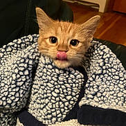 Karl P Manx is registered to the contest to win money with this photo: animal, blanket, blue_blanket, cat, chair, cozy, cute, ears, face, fluffy, fur, furniture, indoor, kitten, orange_cat, pet, tongue_out, whiskers, wooden_floor, young_cat