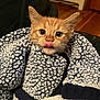 animal, blanket, blue_blanket, cat, chair, cozy, cute, ears, face, fluffy, fur, furniture, indoor, kitten, orange_cat, pet, tongue_out, whiskers, wooden_floor, young_cat