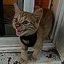 Karl P Manx is registered to the contest to win money with this photo: kitten, cat, orange_tabby, pet, animal, feline, whiskers, harness, doorstep, mouth_open, curious, young, cute, indoor, closeup, small, standing, fur, eyes, expression