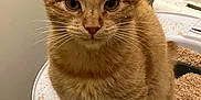 Karl P Manx joined the competition — help win amazing prizes! cat, kitten, orange_tabby, litter_box, pet, animal, fur, whiskers, ears, paws, indoor, curious, cute, young, small, feline, domestic, companion, playful, standing