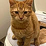 cat, kitten, orange_tabby, litter_box, pet, animal, fur, whiskers, ears, paws, indoor, curious, cute, young, small, feline, domestic, companion, playful, standing
