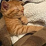 Karl P Manx is registered to the contest to win money with this photo: kitten, sleeping, orange_tabby, feline, pet, cozy, blanket, soft, fur, cute, animal, rest, paw, indoors, comfort, nap, warm, young, adorable, peaceful