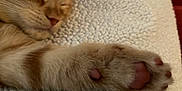 Karl P Manx joined the competition — help win amazing prizes! animal, blanket, cat, close_up, cozy, cute, domestic_cat, feline, fur, indoor, nose, orange_tabby, paw, pet, pink_paw_pads, relaxed, resting, sleeping, soft_texture, whiskers