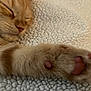 animal, blanket, cat, close_up, cozy, cute, domestic_cat, feline, fur, indoor, nose, orange_tabby, paw, pet, pink_paw_pads, relaxed, resting, sleeping, soft_texture, whiskers