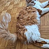 animal, cat, close_up, curious, domestic_cat, feline, fluffy, fur, indoor, lying_down, orange, parquet_floor, pattern, pet, relaxed, sideways_gaze, tail, texture, white, wooden_floor